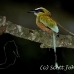 motmot_browed_turquoise_tar_h_0758_cos1091.jpg